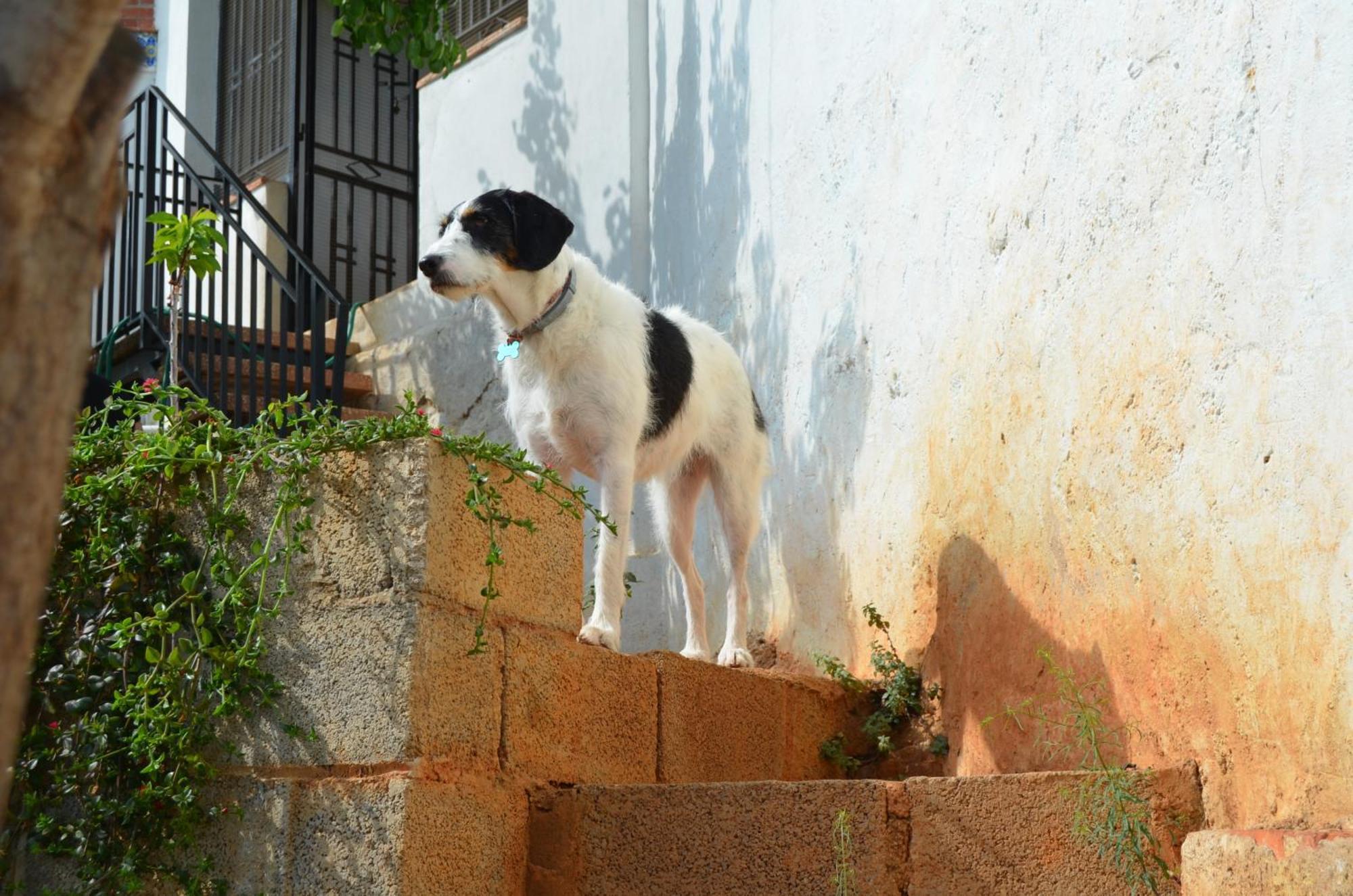 Eslida Casa El Castellヴィラ エクステリア 写真